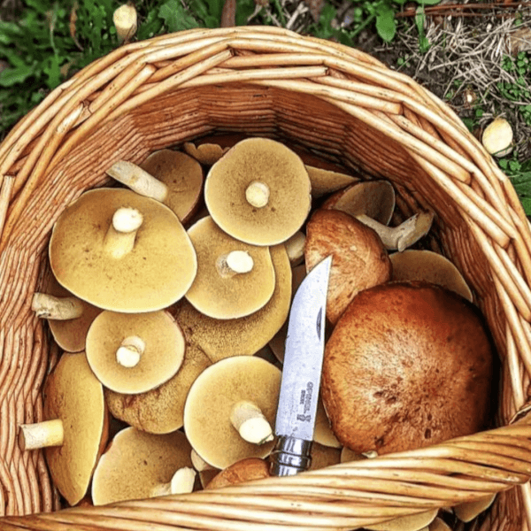 Mushroom Foraging Class Melbourne Events ClassBento