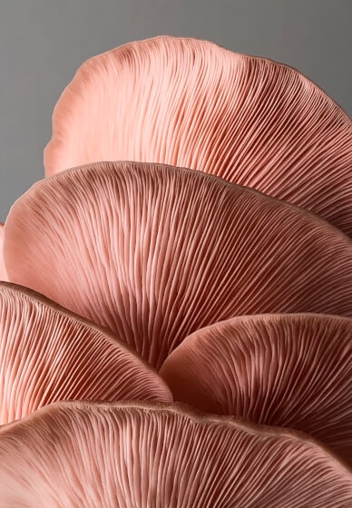 Mushroom Growing Masterclass