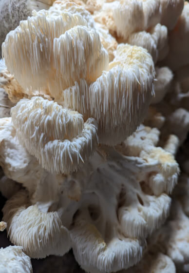 Mushroom Growing Workshop: Part 2