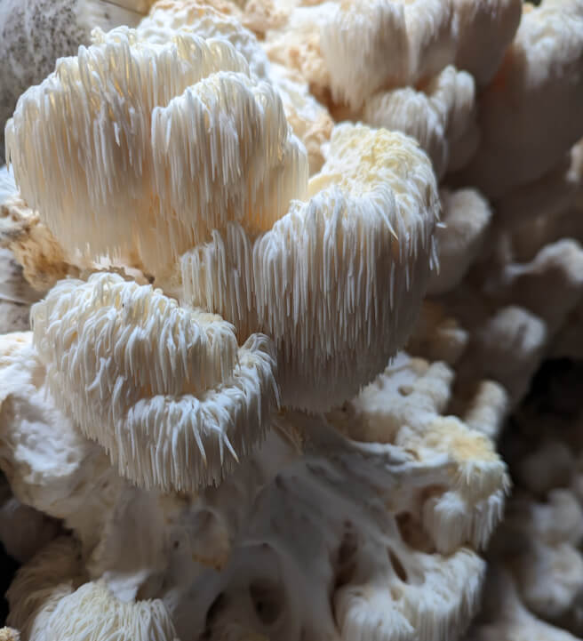 Mushroom Growing Workshop: Part 2