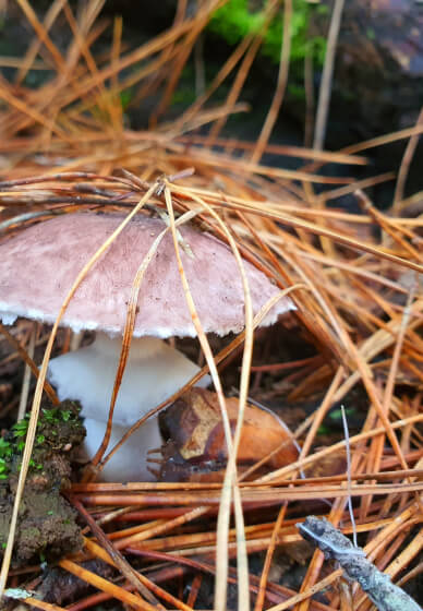Mushroom Identification and Foraging Class