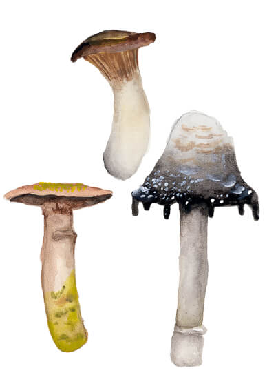 Mushrooms and Floral Watercolour Workshop (2 Hours)