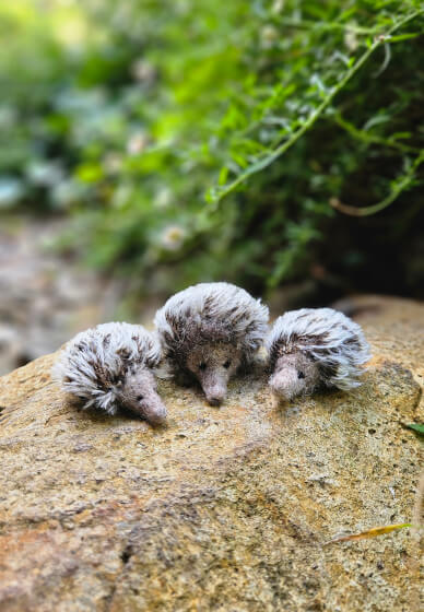 Needle Felted Echidna Workshop
