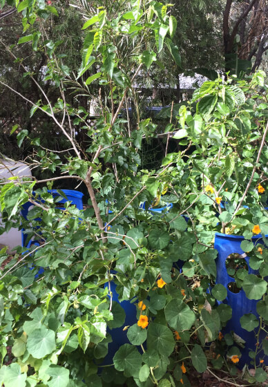 Open Day Medicinal Herb and Food Growing - Mill Park
