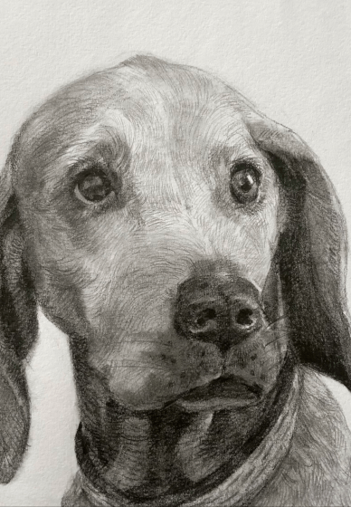 Paint Your Pet Class in Graphite