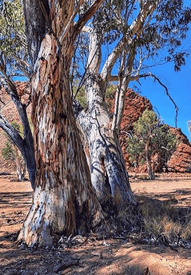 'Painting Gum Trees of the Vibrant Outback - Workshop'