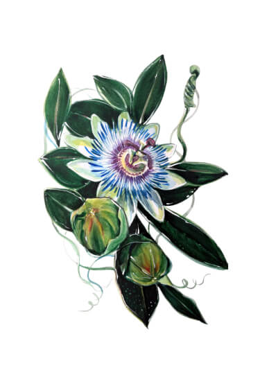 Passion Flower Watercolour Painting Class