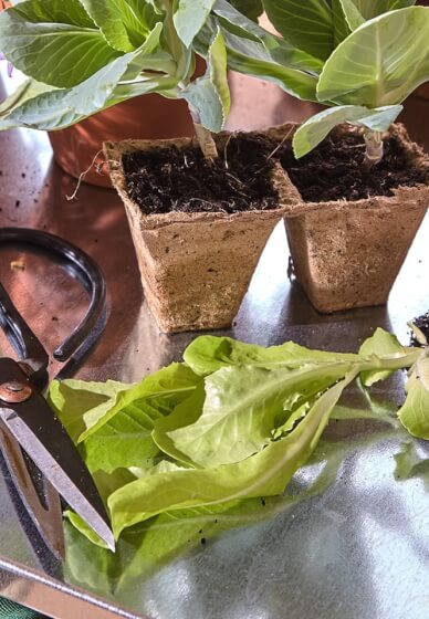 Plant Propagation Workshop