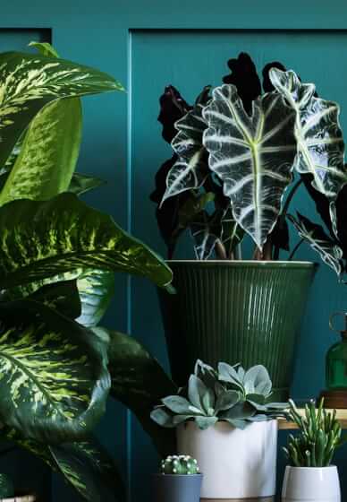 Plants, Pots and Container Gardening Workshop