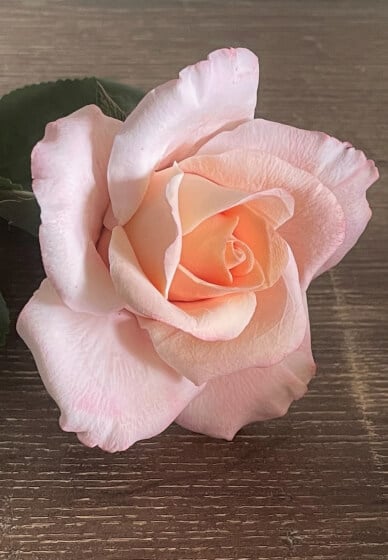 Polymer Clay Workshop: Make a Realistic Rose