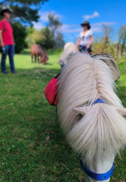 Pony Walking Adventure