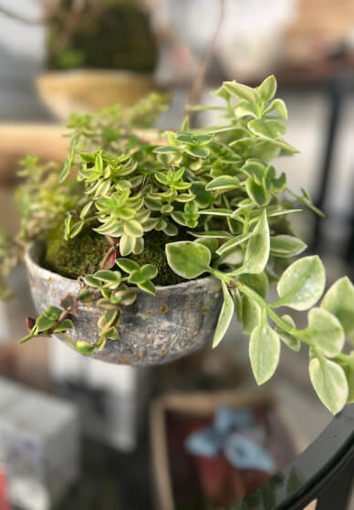 Pottery and Kokedama Course: Koko Pots