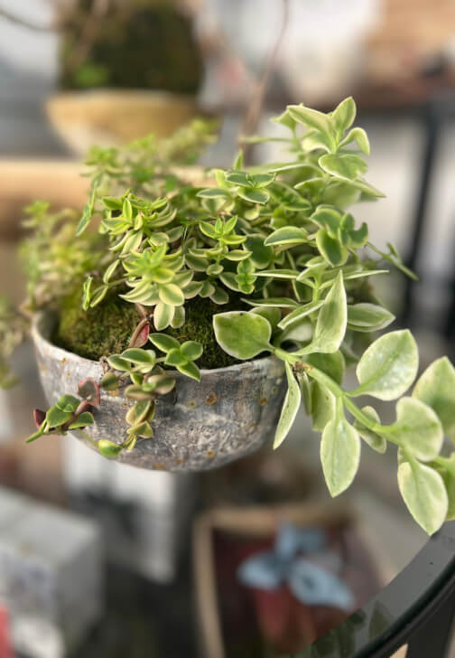 Pottery and Kokedama Course: Koko Pots