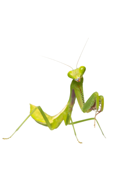 Praying Mantis and Bioactive Enclosure Workshop