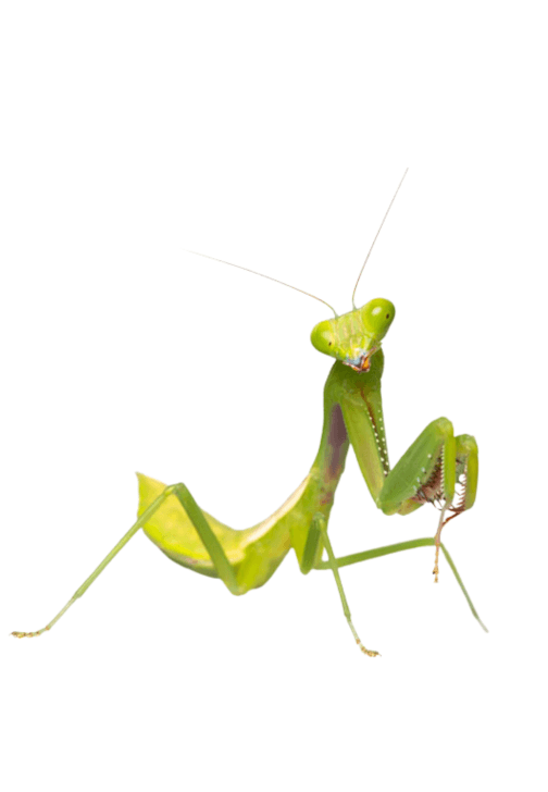 Praying Mantis and Bioactive Enclosure Workshop