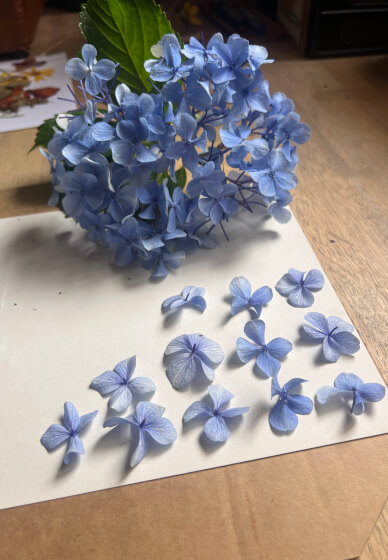 Pressed Botanicals Workshop