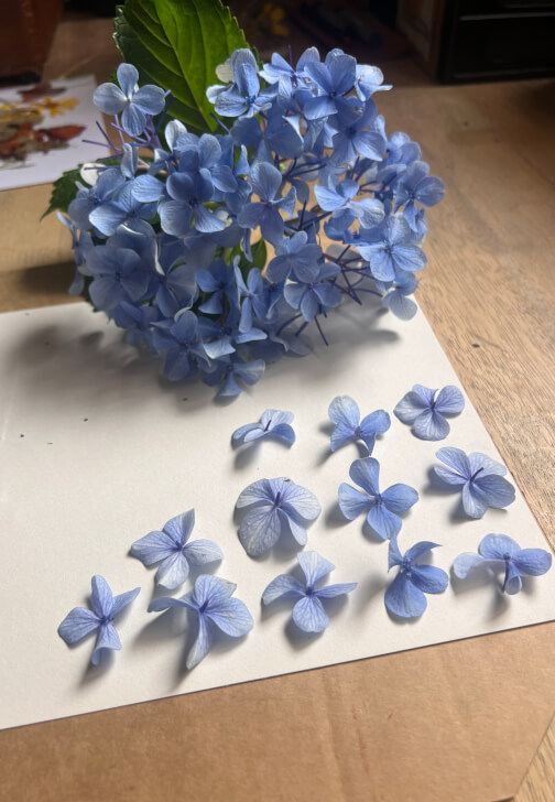 Pressed Botanicals Workshop