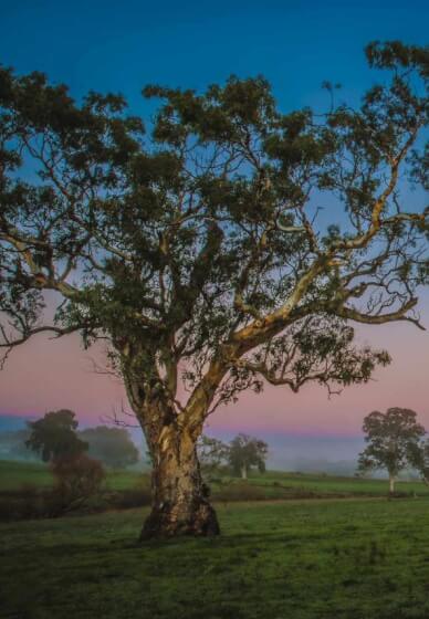 Private Adelaide Hills Photography Workshop