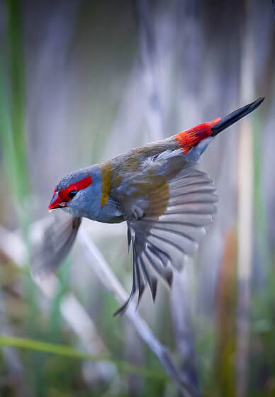 Private Bird Photography Workshop