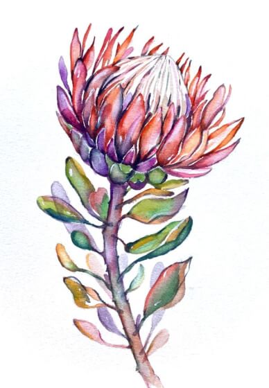 Protea Flower Watercolour Workshop with Ferie Sadeghi