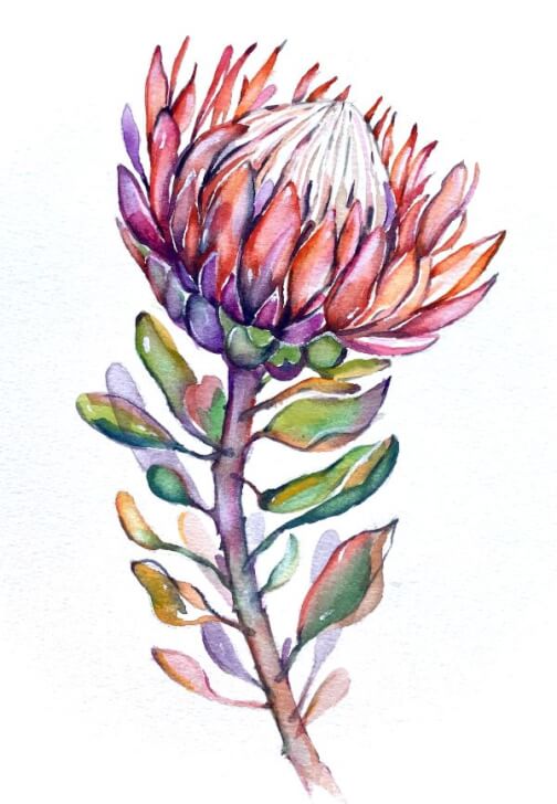 Protea Flower Watercolour Workshop with Ferie Sadeghi