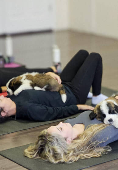 Puppy Meditation Class - Night Edition