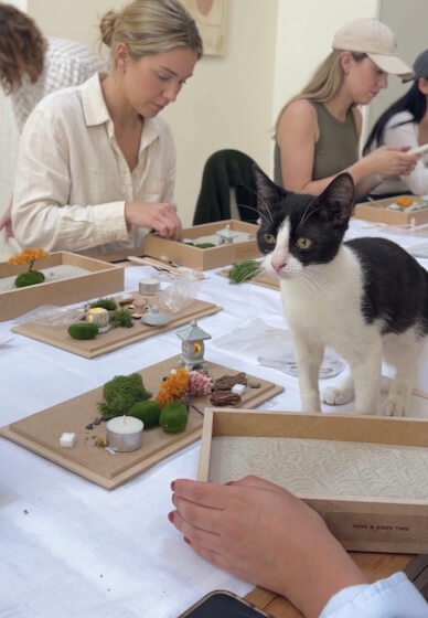 Purr Garden X Rescue Kittens DIY Mini Zen Garden Class
