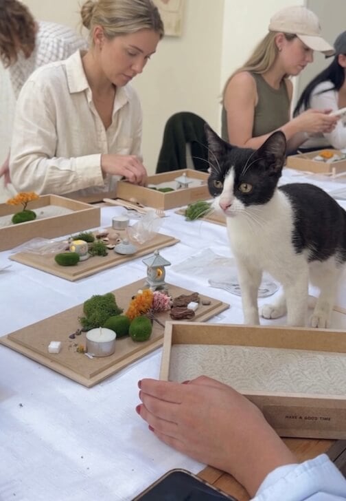 Purr Garden X Rescue Kittens DIY Mini Zen Garden Class