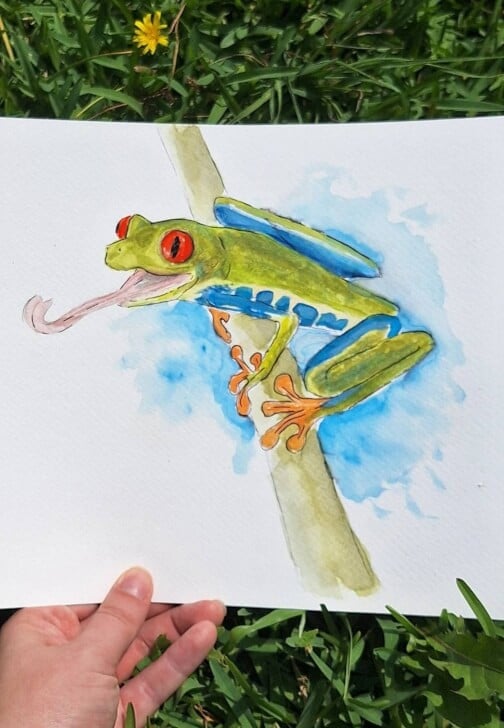 Red Eyed Green Tree Frog Art Class
