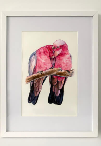Romance in Pink: Watercolour Painting Galahs