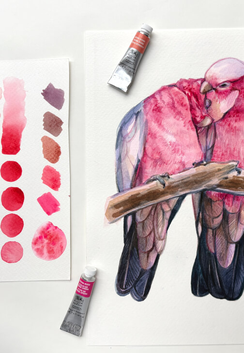 Romance in Pink: Watercolour Painting Galahs