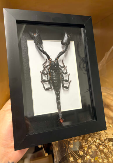 Scorpion Pinning Class