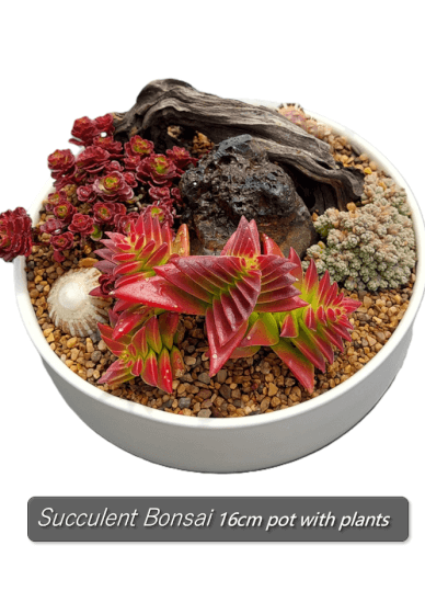 Small Garden Pot (16cm) Gardening Workshop: Botanic Art