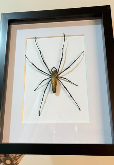 Spider Pinning Class