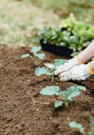 Spring Vegetable Seed Raising Workshop