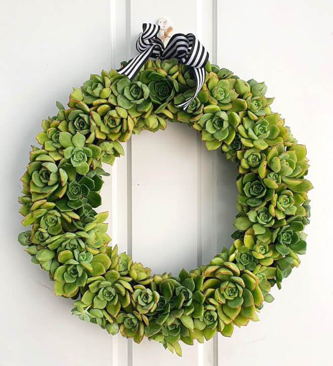 Succulent Christmas Wreath Workshop