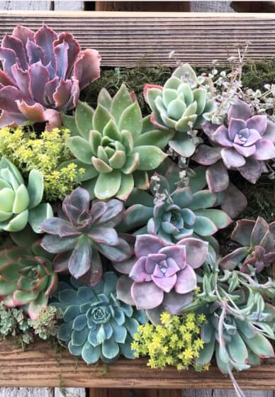 Succulent Frame Workshop for Beginners