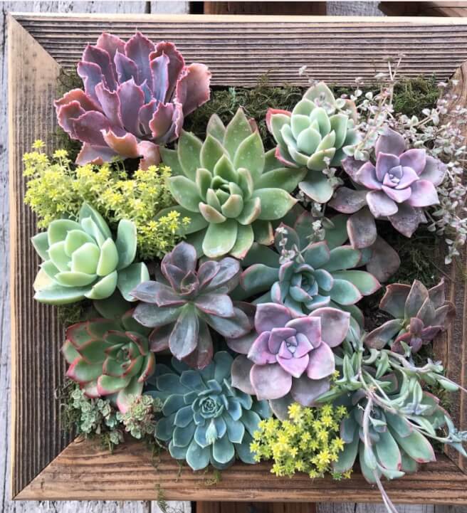 Succulent Frame Workshop for Beginners