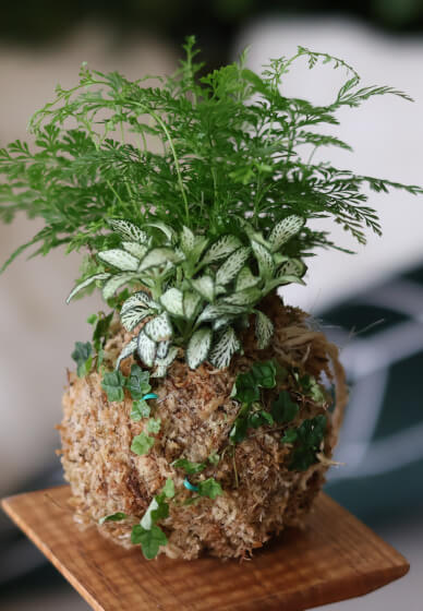 Tamandama Workshop - Advanced Kokedama