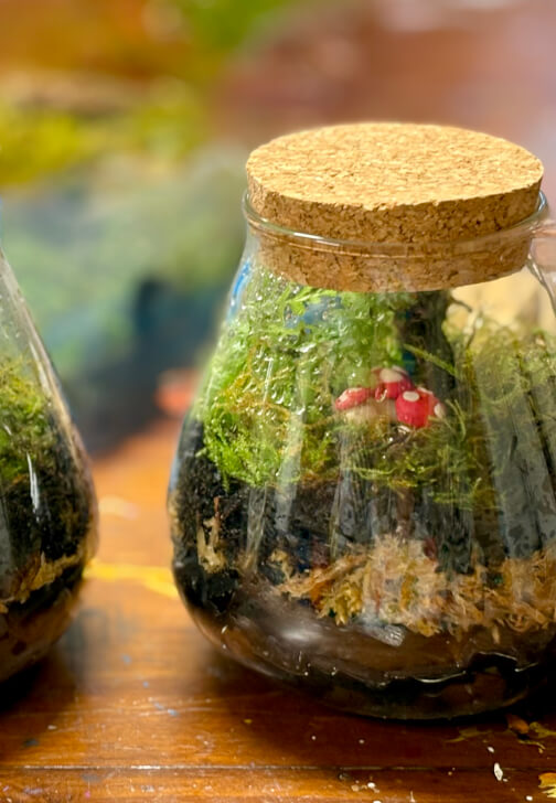 Terrarium Class