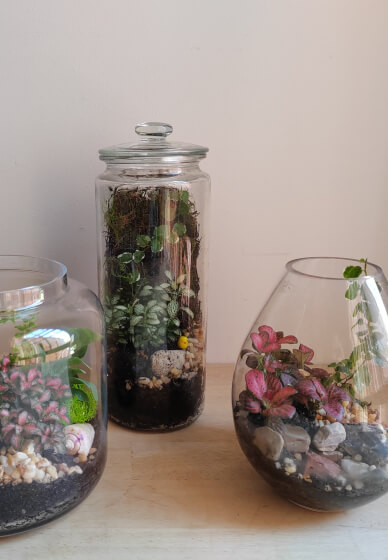Terrarium Making Class