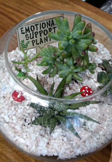 Terrarium Making Workshop