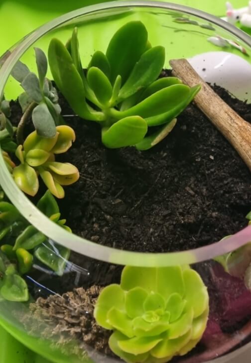 Terrarium Making Workshop