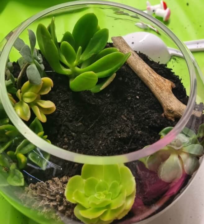 Terrarium Making Workshop
