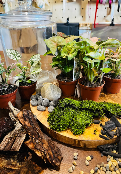 Terrarium Making Workshop