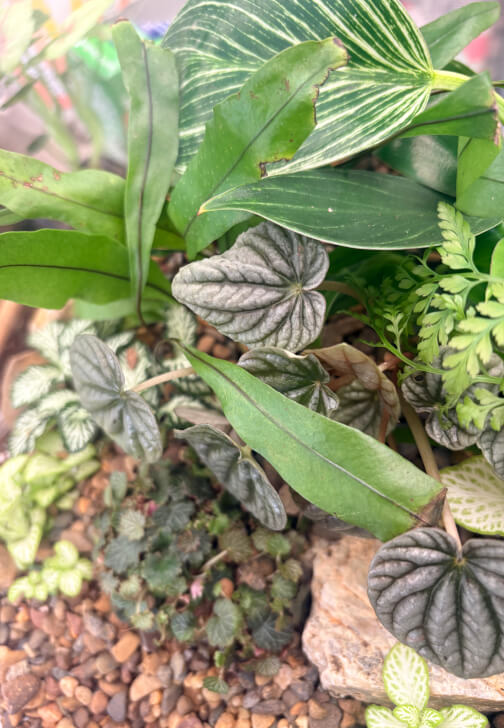 Terrarium Rescue and Refresh Workshop