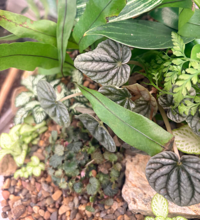 Terrarium Rescue and Refresh Workshop