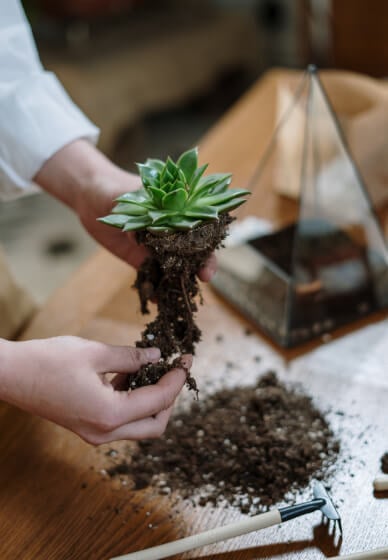 Terrarium Therapy Workshop with High Tea