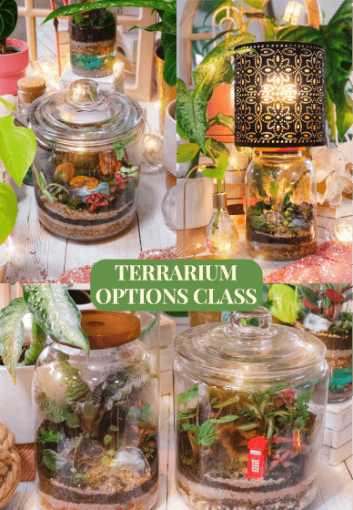 Terrarium Workshop: Terrarium Options Class