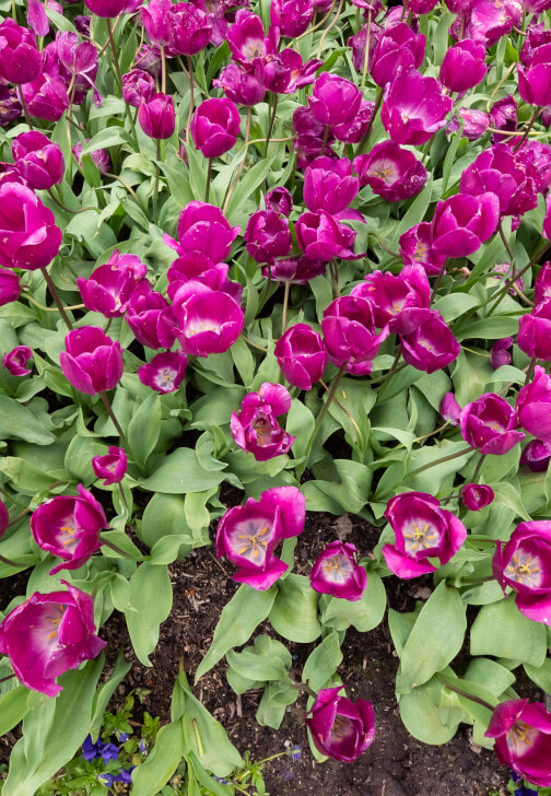Tulip Photography Workshop in Moss Vale Spring